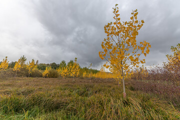 Planting young poplars for papermaking in autumn.