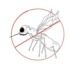 Illustration of the mosquito insect