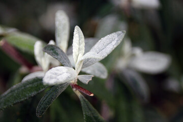 frost covered leaves