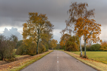 Fototapeta premium Country road lined with trees in autumn.