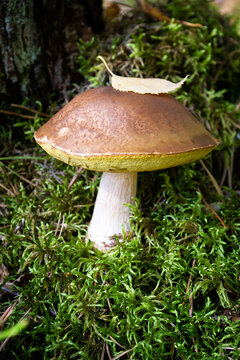 Porcini cep white mushroom king boletus pinophilus. Fungal mycelium in moss in a forest. Mushrooming harvesting season.