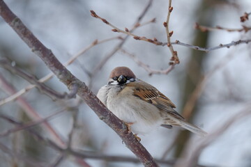 sparrow on a branch
