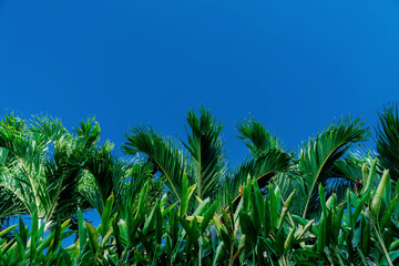 A tropical garden against a blue sky. Abstract tropical background. Branches of green trees against the blue sky.
