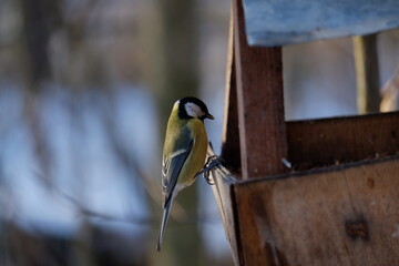 Naklejka premium a woodpecker