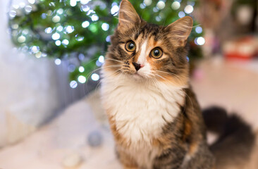 A brown cat is sitting on a table and looking at something. there are blurry flashlights in the background. Happy New Year. Christmas. Copy space.