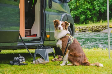 Foto op Plexiglas trip with pet. Happy Brown Dog Border Collie travel by car. Border Collie dog sitting near car camping on grass near mountain river in norway. Holiday with camper and dog. doggy ready for travel © Elizaveta