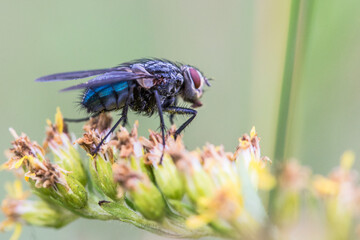 muchy, mucha, ćma, ćmy, motyle, pająki, pająk, macro zwierzęta, makro, zwierzęta z łąki, łąka, lato © Follow the Sun