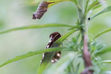 muchy, mucha, ćma, ćmy, motyle, pająki, pająk, macro zwierzęta, makro, zwierzęta z łąki, łąka, lato © Follow the Sun