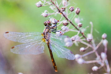 Ważka, ważka macro, ważka na roślinie, Owady © Follow the Sun