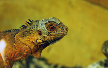An Iguana changing skin. Yogyakarta, Indonesia - September 2014.