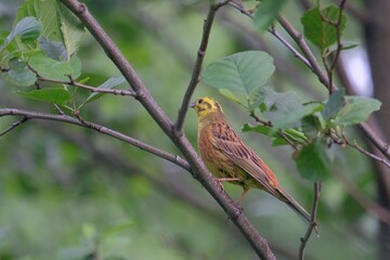 robin perched on a branch