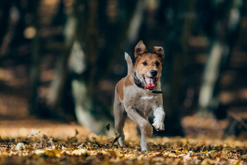 Amazing fox-terrier in an autumn forest jumping around and having fun.  - Powered by Adobe