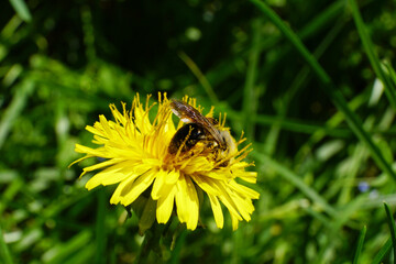 Close-up of caucasian fluffy wild bee in yellow dandelion flower