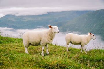 sheeps on mountain farm on cloudy day. Norwegian landscape with sheep grazing in valley. Sheep on mountaintop Norway. Ecological breeding. Sheep eat boxwood. Ewe sheep grazing on pasture in mountain
