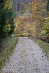 Hiking through the German forest on a dull autumn day, Lake Primstalsperre, Nonnweiler, Saarland,...