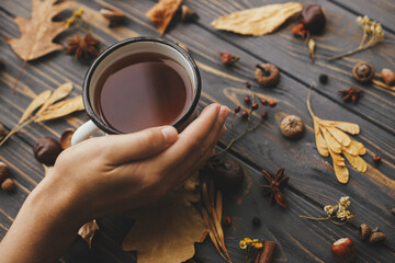 Fototapeta na wymiar Cozy autumn days. Hand holding warm cup of tea on background of autumn leaves, berries, nuts, anise, acorns, pine cones on rustic dark wood. Hello autumn and Happy Thanksgiving.