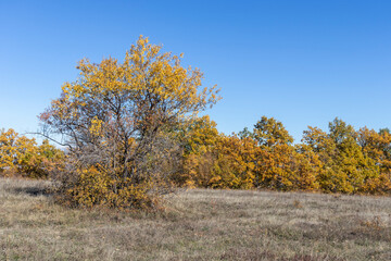 Fototapeta premium Autumn landscape of Cherna Gora (Monte Negro) mountain, Bulgaria