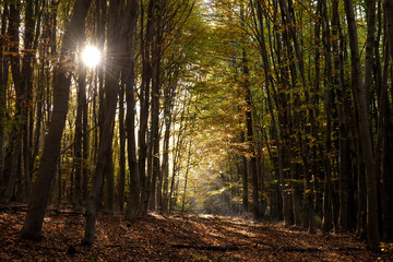 Fototapeta na wymiar Autumn forest, autumn leaves, fall nature. Forest with sunlight. Warm autumn day outdoors. Bakony, Hungary