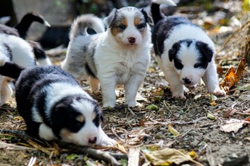 Border Collies cachorros