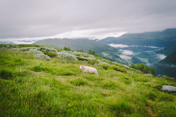 sheeps on mountain farm on cloudy day. Norwegian landscape with sheep grazing in valley. Sheep on...