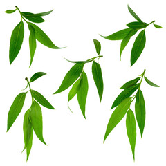 Fresh green willow leaves  isolated on white background.Twigs with beautiful green leaves isolated . greens
