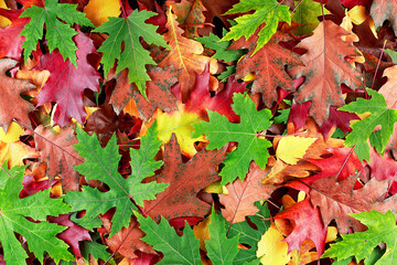 Colorful and bright background of fallen autumn leaves. Yellow, orange and red october autumn leaves.