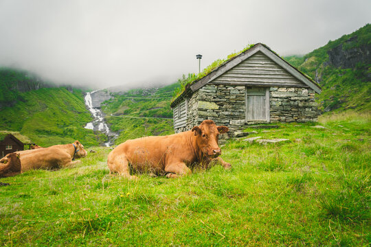 Funny brown cow on green grass in a field on nature in scandinavia. Cattle amid heavy fog and mountains with a waterfall near an old stone hut in Norway. Agriculture in Europe