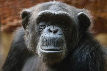 portrait of a chimpanzee