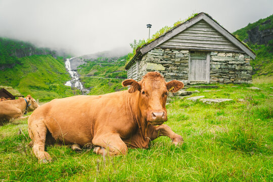 Funny brown cow on green grass in a field on nature in scandinavia. Cattle amid heavy fog and mountains with a waterfall near an old stone hut in Norway. Agriculture in Europe