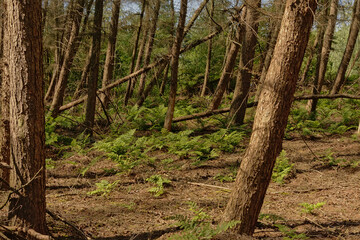pine forest detail in Bourgoyen nature reserve, Ghent, Flanders, Belgium