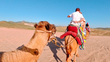 viaje en camello desierto en los cabos mexico - obrazy, fototapety, plakaty