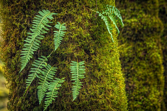 Oregon Rainforest Mossy Tree