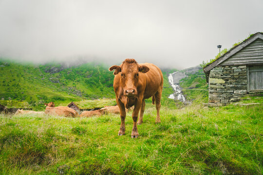 Funny brown cow on green grass in a field on nature in scandinavia. Cattle amid heavy fog and mountains with a waterfall near an old stone hut in Norway. Agriculture in Europe