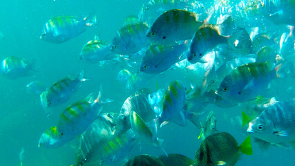 textura de cardumen de peces azules en el mar 