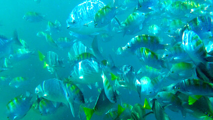cardumen de peces en el mar azul 