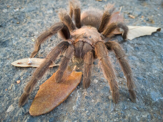 tarántula