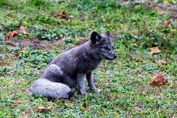 Black Arctic Fox