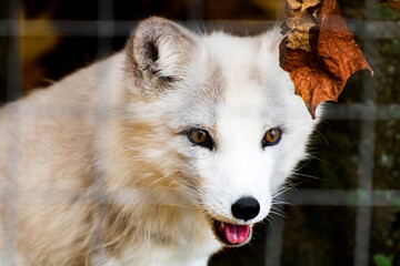 White Arctic Fox