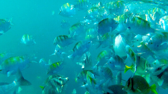 textura de cardumen de peces azules en el mar 