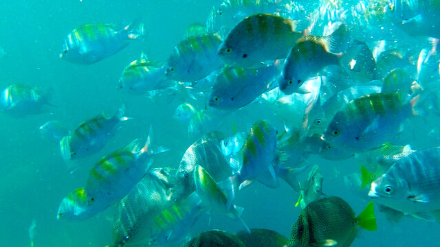 textura de cardumen de peces azules en el mar 