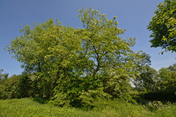 Sunny flowering black locust tree on a clear blue skyin Bourgoyen nature reserve, Ghent, Flanders, Belgium - robinia pseudoacacia 