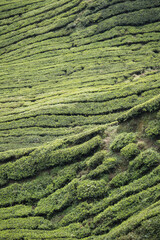 Teeplantage in den Cameron Highlands