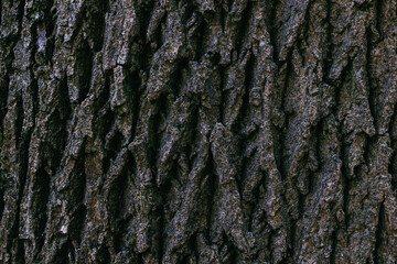 Dark wooden texture or background.