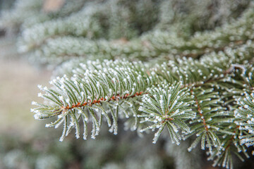 Naklejka na ściany i meble Fir branch in the snow.Spruce twigs in the snow during a hard frost