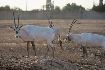 Group of Arabian oryx (Oryx leucoryx) or white oryx, a medium sized  with a distinct shoulder bump,...