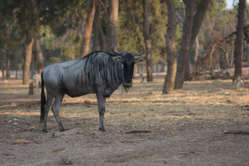A Blue wildebeest (Connochaetes taurinus), also called the common wildebeest, white-bearded...