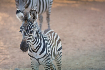 Fototapeta na wymiar Close up of a Zebra foal, standing outdoors 