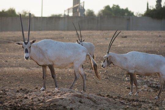 Group Of Arabian Oryx (Oryx Leucoryx) Or White Oryx, A Medium Sized  With A Distinct Shoulder Bump, Long, Straight , And A Tufted Tail