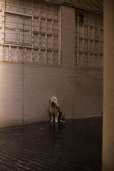 young woman walking with her dog old english sheepdog through the streets of the city