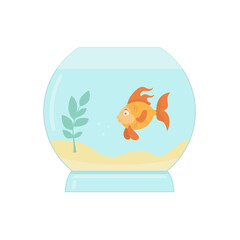 Gold fish in an aquarium on a white background.